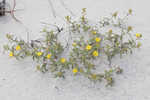 Coastal sand frostweed